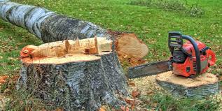 Tree and Shrub Care in Lemoore, CA