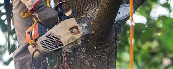 Leaf Removal in Lemoore, CA