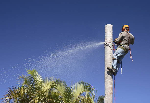 Best Lawn Mowing  in Lemoore, CA