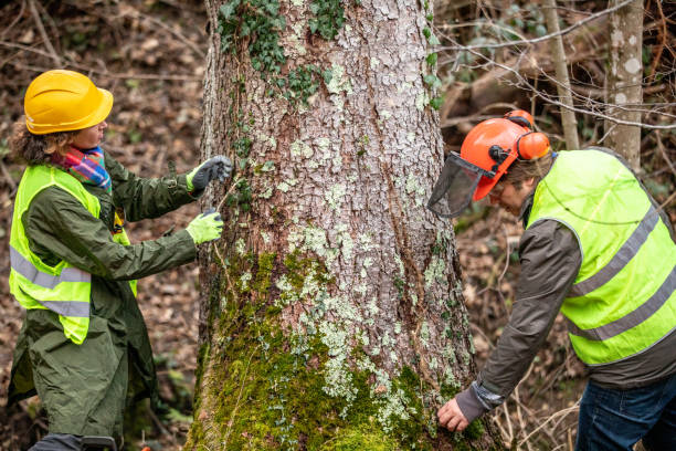 How Our Tree Care Process Works  in  Lemoore, CA