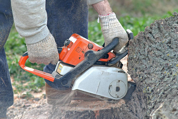 Best Tree Maintenance Programs  in Lemoore, CA