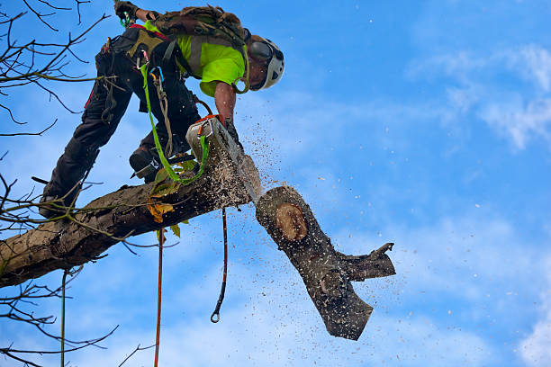 Best Tree Mulching  in Lemoore, CA